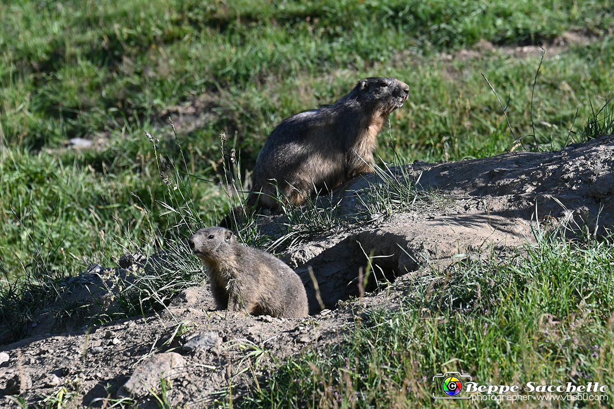 VBS_1 -  Plateau du Mont-Cenise, Grand Croix, Marmotte_-_0060 mt.jpg
